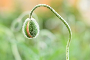 Beautiful green poppy buds with selective focus on blurred spring background. Fluffy poppies flower...