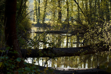 View of wild wetlands with river and fallen tree trunks over water. Forest on a spring day