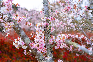Closeup of pink sakura cherry blossom branches blooming on the tree trunk on red autumn trees background in Japan.