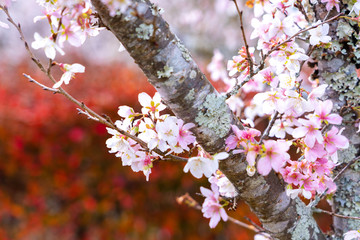 Closeup of pink sakura cherry blossom branches blooming on the tree trunk on red autumn trees background in Japan.