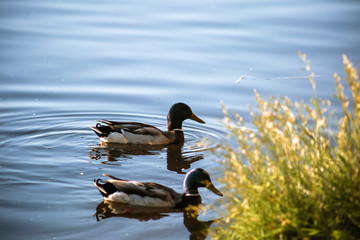 two drakes swim near the shore