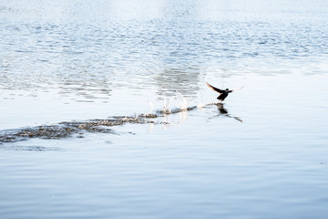 duck takes off from the water