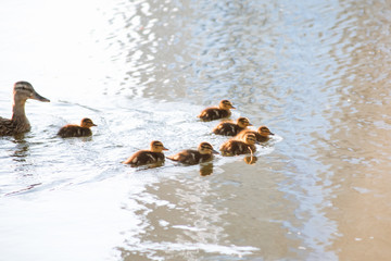 duck and seven ducklings swim in the water