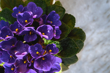 Blooming violet in a pot on a marble windowsill, under the sun, with water droplets, against a brick wall.