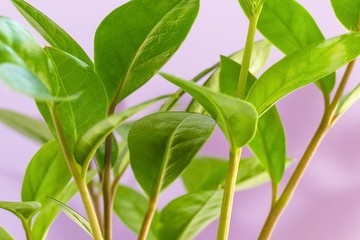 Pachira aquatica or money tree close-up, selective focus