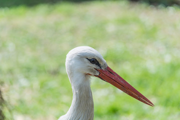 stork in the nest, with eggs. Veterinary "Ada" in Przemysl