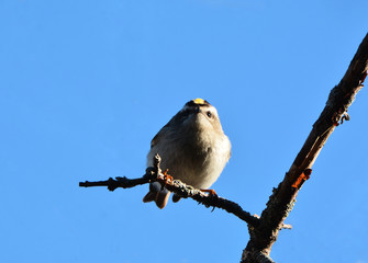 Golden Crowned Kinglet