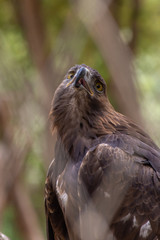 Steppe Eagle (Aquila nipalensis) view through a diamond fence looking to the sky.