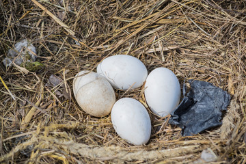 storks eggs in the nest