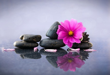 stones and orchid with reflection in water