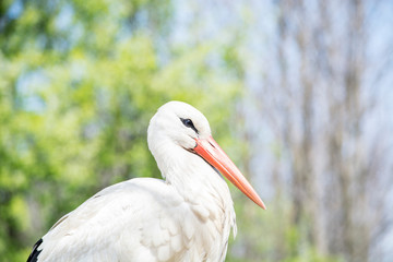 stork in the nest, with eggs. Veterinary 