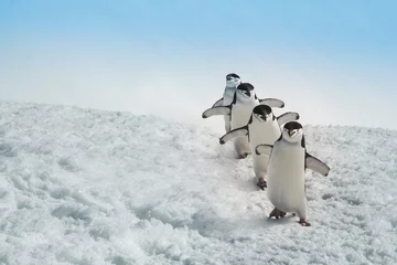 Outdoor-Kissen Penguins © Leo