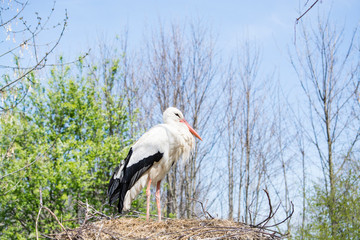 stork in the nest, with eggs. Veterinary 