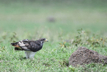 Augur Buzzard