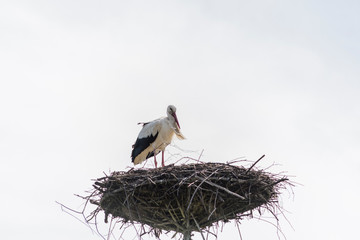 stork in the nest, with eggs. Veterinary "Ada" in Przemysl