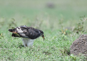 Augur Buzzard