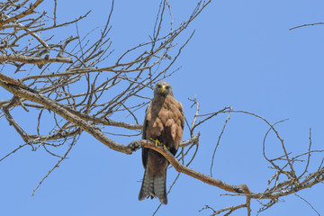 Yello billed Kite