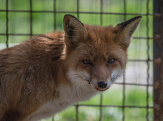 portrait of red fox