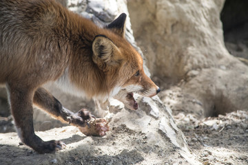 red fox vulpes vulpes