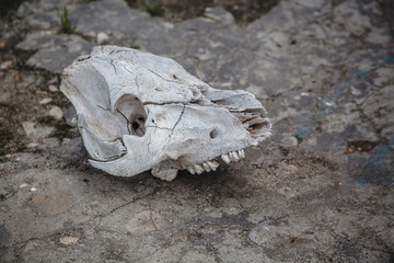 cow skull on cracked stone ground