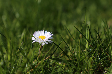 Chamomile flower in the green grass. White daisy on sunny meadow, spring season background
