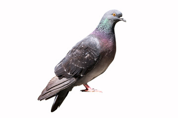 Grey pigeon dove bird isolated on a white background