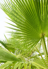 Obraz na płótnie Canvas Palm tree under blue sky. Vintage background. Travel card. Sea resort background. Ecology and environment concept.