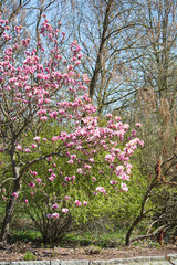 blooming magnolia tree in spring