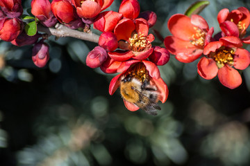 bee on a flower chaenomeles superba
