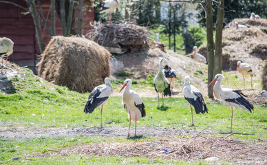 storks in the park