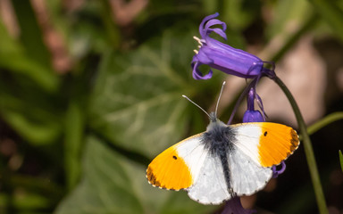 Butterfy sunning its self.