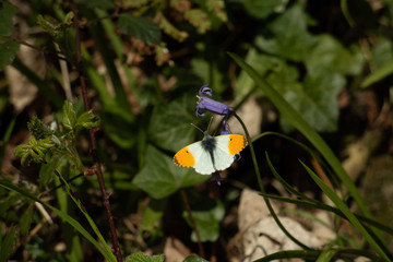 Butterfy sunning its self.