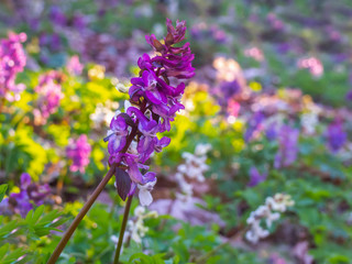 The purple Corydalis  blossom in the early spring in a forest with a blurred background - Kyiv, Ukraine, Europe.