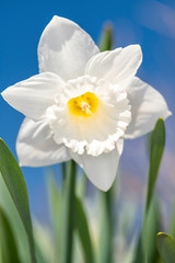 Daffodils - Narcissus pseudonarcissus - in springtime