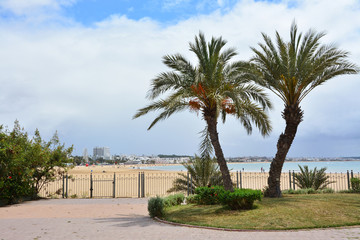 Fototapeta na wymiar palmy i plaża w Agadir, Maroko