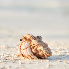 Hermit Crab on a beach