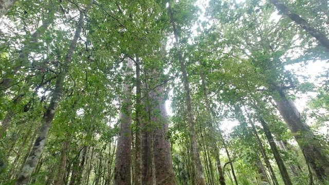 Kauri trees in New Zealand forest, push in with bright sunlight filtering through canopy