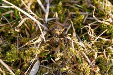 macro of a hardwood runner in Varmland Sweden april 2019