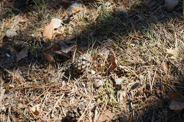 Cone in forest