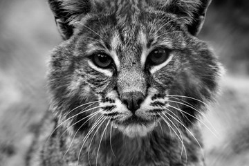 wild cat