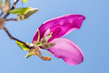 Blossoming magnolia tree in spring