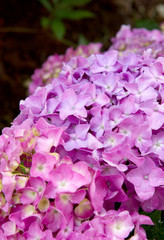 Colorful Hydrangea in summer garden. Macro photo.