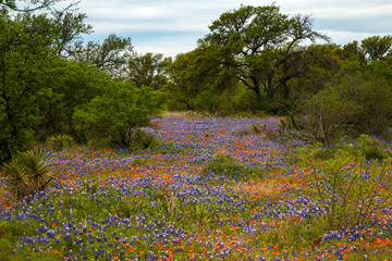 Field full of Bluebonnets and Indian Paintbrush in the Texas Hill Country, Texas