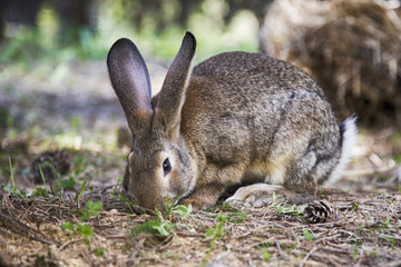 Kaninchen als Osterhase