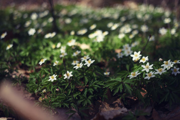 white snowdrops Anemone in the forest