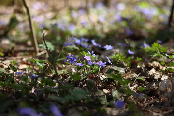 snowdrops gepatica in the forest
