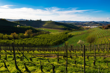 Fototapeta na wymiar View on the vineyards and woods in the hills of the Langhe in Piedmont Italy, the sky and blue with clouds on the bottom