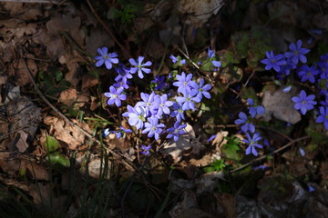 snowdrops gepatica in the forest