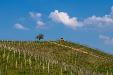 Fototapeta na wymiar View of the winding hills over the vineyards and clouds in the Langhe Piedmont, the sky is blue, on the top a tree and a small house