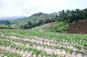 strawberry field in Chiangmai, Thailand 